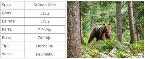 Shutterstock_1908280318_bear_lācis_ppt_sistematika (3).jpg