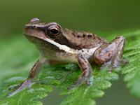 7_1_Shutterstock_1715077939_frog_varde.jpg