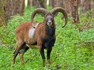 mouflon-pix.jpg