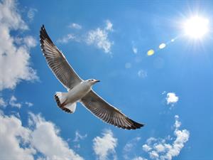 shutterstock_159416744.jpg
