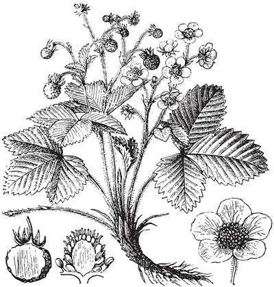 shutterstock_2354586345_wild strawberry_meža zemene_lab.jpg