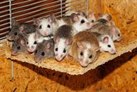 mice-pix.jpg