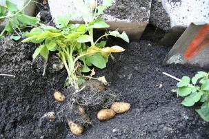 potato plant.jpg