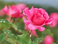 roze.jpg