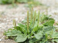 shutterstock_2331117543_plantago_ceļmallapa.jpg