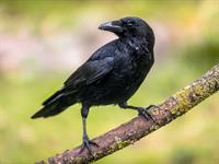 Shutterstock_1504762004_crow_vārna.jpg