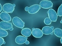 shutterstock_1962102295_yeast fungi_rauga sēnītes.jpg