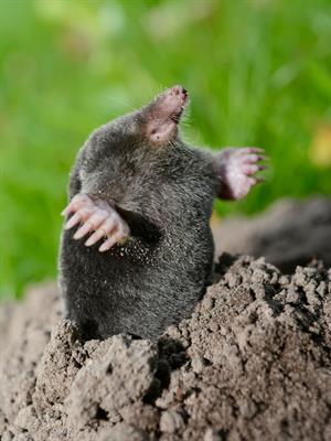 Shutterstock_328124357_mole_kurmis.jpg