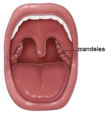 tonsilsssc.jpg