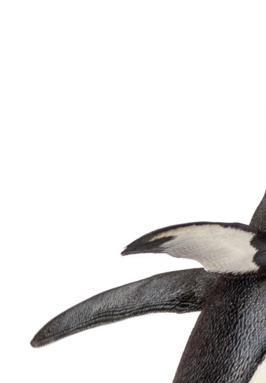 Shutterstock_1655896741_penguin_pingvīns.jpg