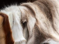 shutterstock_2675341009_fur skins_kažokādas.jpg