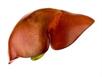 Shutterstock_1069562480_liver_aknas.jpg