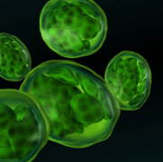 Chlorella Image.png