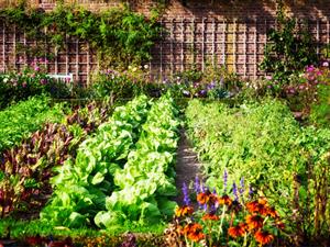 Shutterstock_491150020_garden_dārzs.jpg