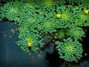 Shutterstock_667429270_water chestnut_peldošais ezerrieksts.jpg