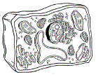 plant_cell_color.gif
