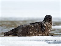 Shutterstock_1736708492_seal_ronis.jpg