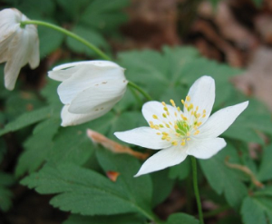 Anemone_nemorosa.png