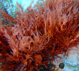 Red_Algae_on_bleached_coral.png