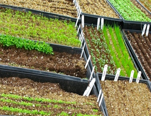 Flats-of-Seed-at-Walker-Farm-ⓒ-michaela-thegardenerseden.png