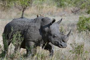 rhino pix.jpg