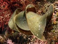 shutterstock_1093616063_horn shark egg_haizivs ola.jpg