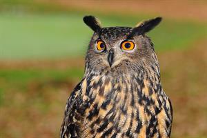 eagle-owl-pix.jpg