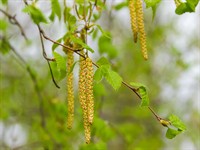 shutterstock_1303887433_birch catkins_bērza ziedi.jpg