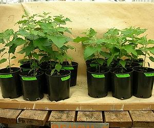 cisgenic-transplant-seedlings-plants-lg.jpg