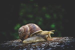snail-pix.jpg