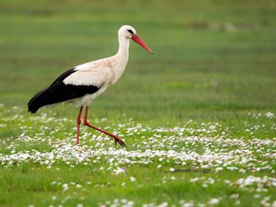 Shutterstock_1687011370_stork_stārķis.jpg