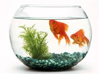 Shutterstock_716133220_fishtank with goldfish_akvārijs ar zelta zivtiņām.jpg