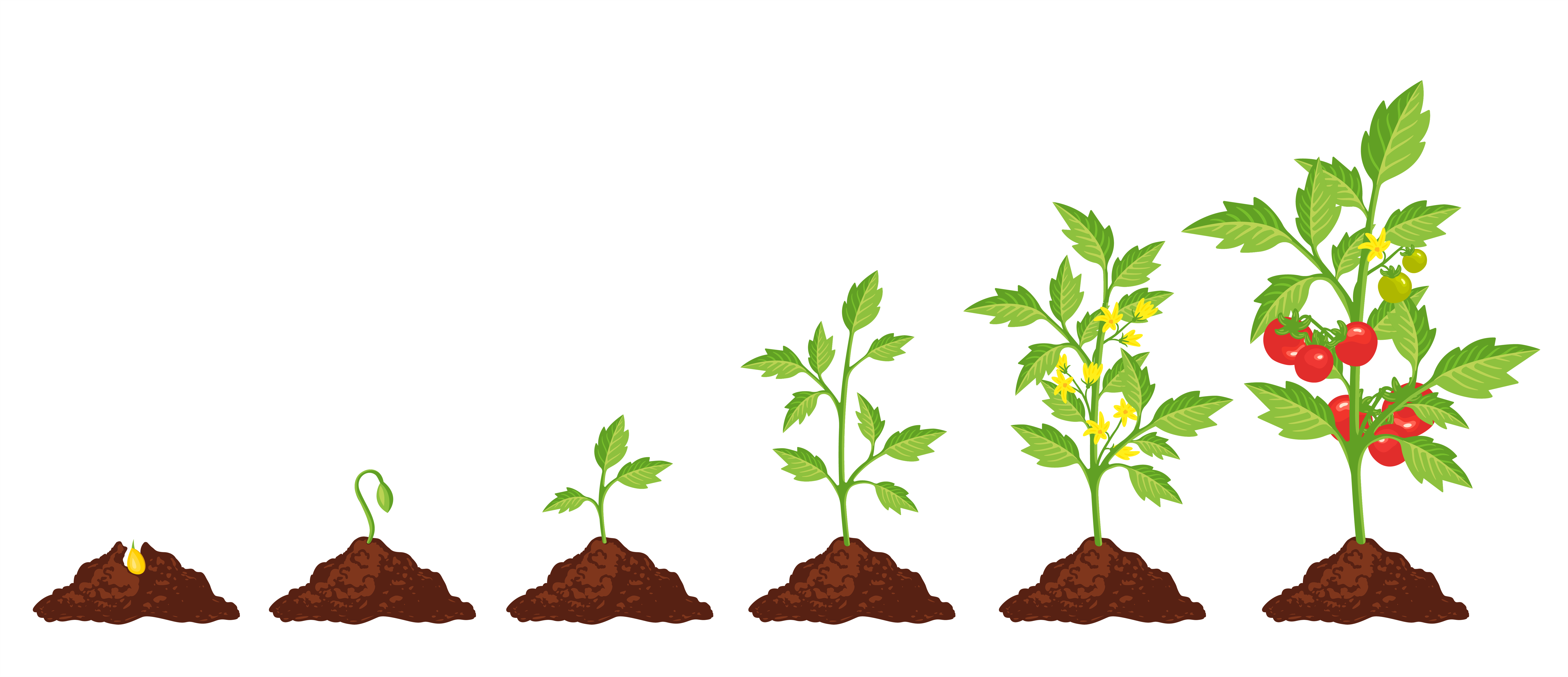 Этапы развития редиса. Рынок фон. Алгоритм роста. Этапы роста цветка. Этапы роста тюльпана.