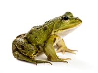 Shutterstock_749507503_frog_varde.jpg