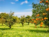 Shutterstock_622952741_fruit garden_augļu dārzs.jpg