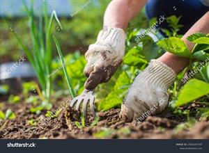 stock-photo-weeding-beds-with-agricultura-plants-growing-in-the-garden-weed-control-in-the-garden-cultivated-2425247107.jpg