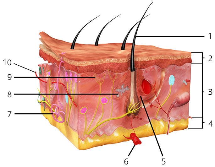Cilvēka ādas uzbūve — uzdevums. Bioloģija (Skola2030), 7. klase.