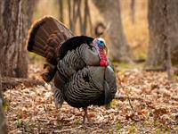 shutterstock_2014983671_turkey_tītars.jpg