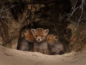 Shutterstock_1369714703_foxes in the den_lapsas alā.jpg