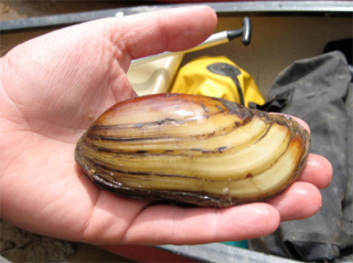 Mussel.png