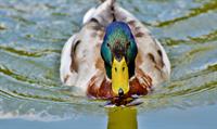 duck pix.jpg