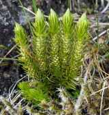 huperzia_selago_fir_clubmoss_large.png