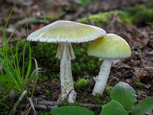 shutterstock_2498959615_death cap_zaļā mušmire.jpg
