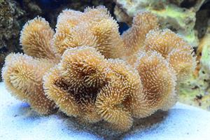 coral2 pix.jpg