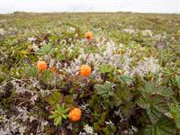 Shutterstock_499851445_cloudberries_lācenes.jpg