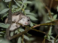 Shutterstock_1755401672_siberian flying squirrel_lidvāvere.jpg