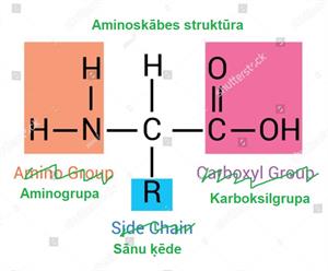 aminoskābe.JPG