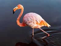 Shutterstock_1387712792_flamingo.jpg