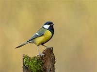 shutterstock_2405611821_great tit_lielā zīlīte.jpg