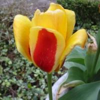 tulpe_rot_gelb_kl.JPG